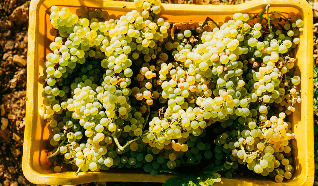 Golden Grapes in A Yellow Basket in One of Italy's Top Wine Regions
