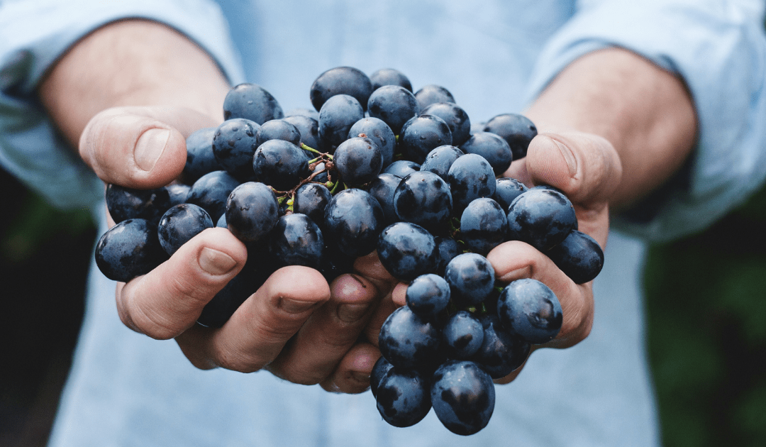 Hands holding a bunch of purple grapes in one of Italy's top wine regions