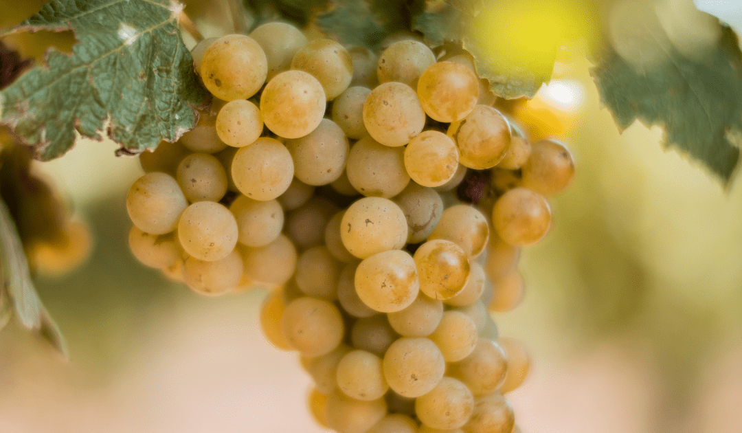 pecorino wine