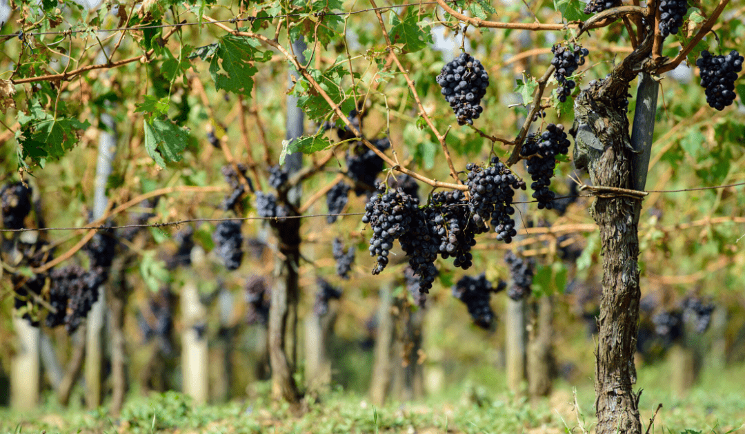 top wines le marche italy